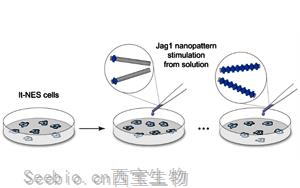 Nature子刊意外发现：一种重要的细胞受体如何以一种以前未知的方式被激活