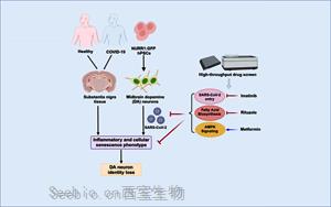 Cell Stem Cell：<font color='red'>SARS-CoV-2</font>可以感染多巴胺神经元，导致衰老