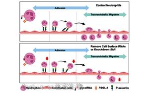 《Cell》身体发炎，究竟是谁负责精准地招募中性粒细胞？