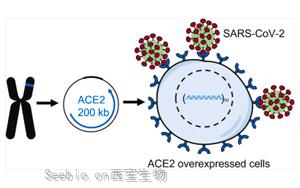 科学家在小鼠细胞中制造新冠<font color='red'>病毒</font>受体蛋白