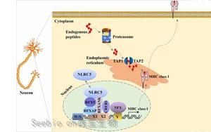 PNAS：新技术让癌细胞更容易暴露出来