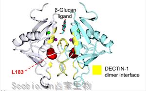 抗真菌蛋白DECTIN-1可用于自身免疫疾病和<font color='red'>癌症</font>治疗