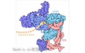 Science：控制端粒酶