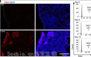 《PNAS》肺部隐藏的抗<font color='red'>流感</font>大军