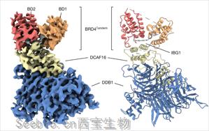 领军人物Nature发文：“蛋白质三明治”可能改变癌症药物的发现