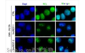 一种有助于防止DNA复制错误的RNA分子