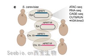 Nature：合成DNA揭示了不同进化阶段活细胞之间的神秘差异