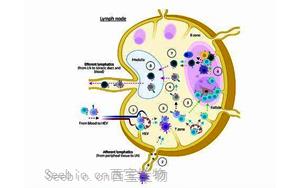 接种疫苗反应低为何与睡眠时间短相关？研究揭示睡眠刺激免疫系统的分子机制