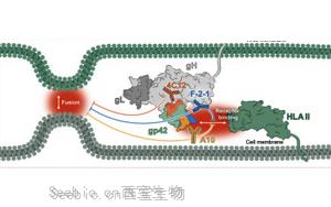 Immunity：EB病毒的弱点