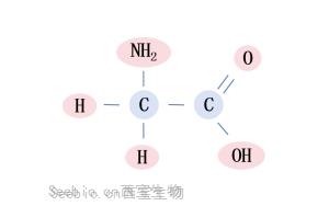 甘氨酸-小身体，有大能量