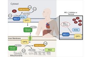 Cell子刊：抗凋亡<font color='red'>MCL-1</font>在线粒体代谢中的作用