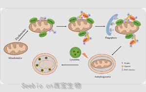 Nature Metabolism:胰岛素影响细胞能量的循环利用 Nature Metabolism:胰岛素影响细胞能量的循环利用