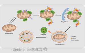 Nature Metabolism：胰岛素影响细胞能量的循环利用