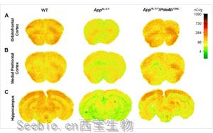 发现<font color='red'>阿尔茨海默病</font>的新治疗靶点PDE4B 活性降低27%可大大挽救AD小鼠记忆、大脑功能和炎症