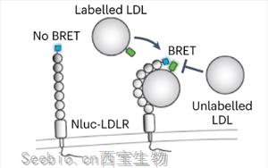 《Nature Microbiology》出血热<font color='red'>病毒</font>如何进入人体细胞？