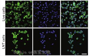 《Science Advances》CRISPR-Cas9利用低温休克肿瘤细胞靶向肺癌