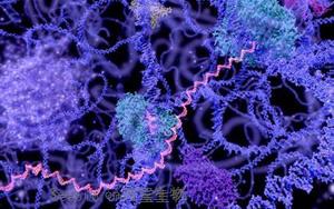 长寿RNA？Science首次发现了长寿RNA在<font color='red'>细胞</font>寿命中的突出作用