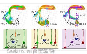 新研究发现产生<font color='red'>神经元</font>有几种不同的途径