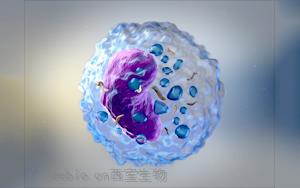 <font color='red'>淋巴细胞</font>招募免疫系统来对抗最具侵略性的乳腺癌