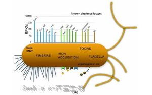 PNAS：大肠杆菌如何造成尿路感染