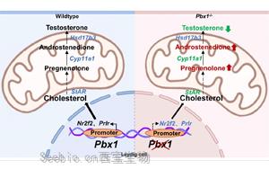 <font color='red'>转录因子</font>PBX1在调控间质细胞分化和精子发生中的关键作用
