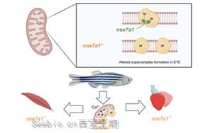 Cell子刊新研究揭示了<font color='red'>线粒体</font>蛋白在心脏再生中的关键作用 Cell子刊新研究揭示了<font color='red'>线粒体</font>蛋白在心脏再生中的关键作用