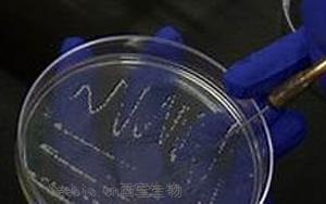 《Nature》科学家揭开了一种致命霍乱病菌背后的神秘面纱