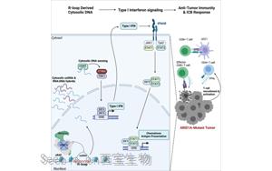 Cell：ARID1A突变如何增强癌症免疫疗法的效果