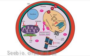 Nature子刊：tRNA修饰的细胞过程影响了疟疾寄生虫产生<font color='red'>耐药性</font>的能力