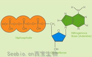 赏尽“分子诊断原料”之脱氧核苷酸