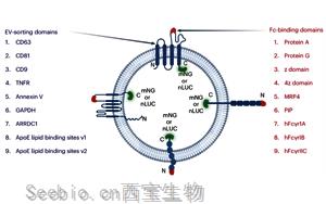 Nature子刊：利用细胞外囊泡实现<font color='red'>精准药物递送</font>