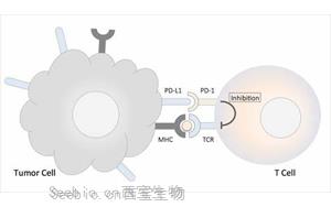 《Nature》肥胖与癌症之间的联系