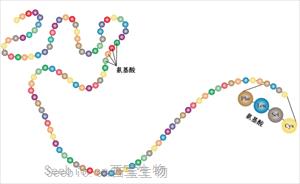 仿生肽——功效护肤界的“六边形战士”