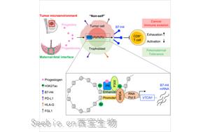 Cell：<font color='red'>癌症</font>和怀孕具有共同的免疫分子机制！
