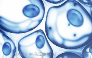 Nature子刊：<font color='red'>B细胞</font>可能是治疗癌症和艾滋病毒的钥匙