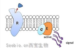 Cell子刊：独特的机制保护胰腺细胞免受炎症的影响