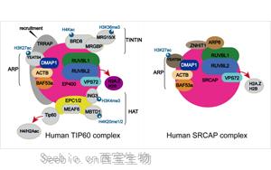 Science突破性研究揭示了TIP60在DNA通路和疾病机制中的作用