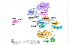 Science：吗啡缓解疼痛的机制