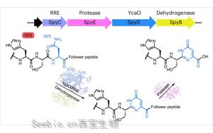 自然发生的DNA-蛋白质融合分子