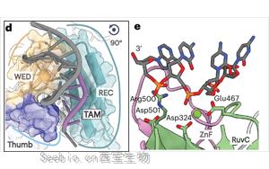真核<font color='red'>CRISPR</font>-Cas同源物Fanzor2的结构显示了基因编辑的前景