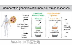 Cell Metabolism：糖尿病风险<font color='red'>基因</font>如何降低细胞对压力的抵抗力
