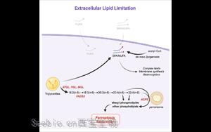 科学食疗：切断癌细胞获取脂肪的途径，诱导铁死亡加强<font color='red'>癌症</font>治疗