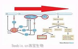 《自然》：突变的RAS开关在癌症中没有断裂，而只是有缺陷