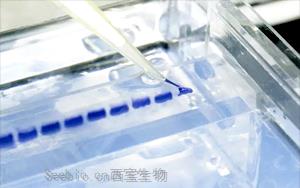 琼脂糖层析产品：从科研到生产的全方位解决方案