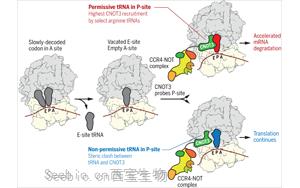 Science：转移RNA调节<font color='red'>信使RNA</font>的降解