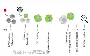 Nature Biotechnology：彩色细胞核显示出细胞的关键<font color='red'>基因</font>