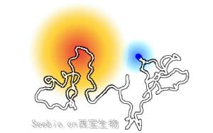 《Nature》解锁未知分子开关：一种特定蛋白质区域导致<font color='red'>乳腺癌</font>