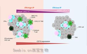 Cancer Cell：蛋白水平预测肠癌免疫治疗反应