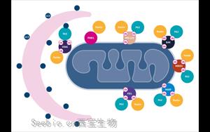 Science重要发现：逆转线粒体损伤也许能让糖尿病患者恢复控糖能力！
