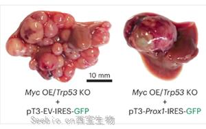 《Nature Genetics》PROX1积极抑制细胞命运可塑性，保护<font color='red'>肝细胞</font>身份，防止肝肿瘤发生